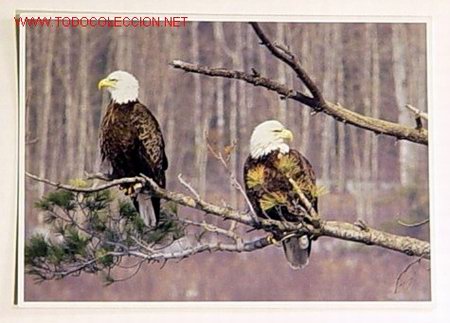Postcards: POSTAL-NORTH AMERICAN WILDLIFE-ENDANGERED SPECIES.Esta escrita.