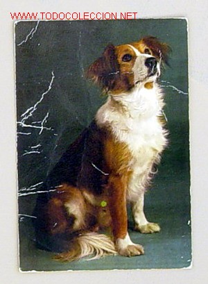 Postcards: BONITA POSTAL DE ANIMAL,ESTA ESCRITA EN EL A&Ntilde;O 73.