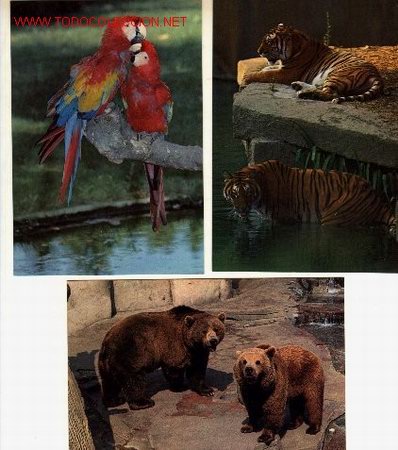 Postcards: Lote de 3 postales del Zoo de Barcelona.