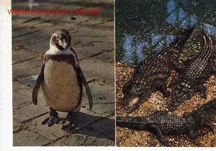 Postcards: Dos postales del Zoo de Barcelona.