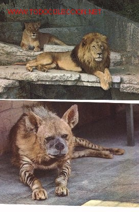 Postcards: Dos postales del Zoo de Barcelona.