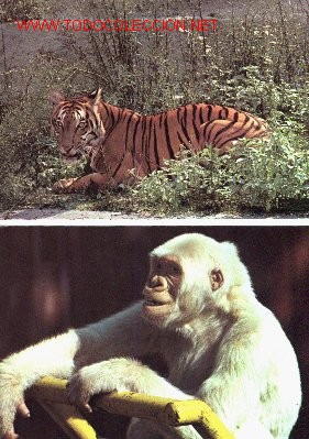 Postcards: Dos postales del Zoo de Barcelona.