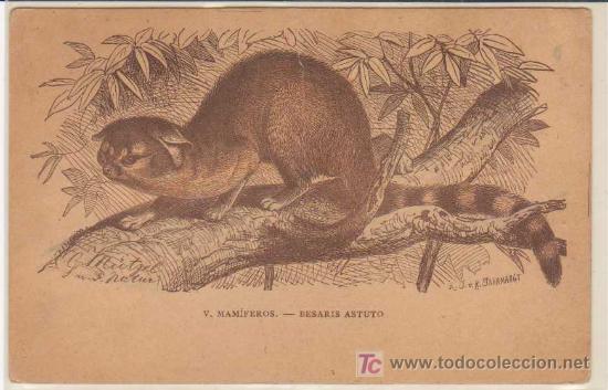 Postcards: Antigua Postal : V.Mam&iacute;feros - Besaris Astuto. Suc de Manuel Soler