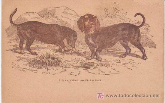Postcards: Antigua Postal : I.Mam&iacute;feros - El Pachon. Suc de Manuel Soler