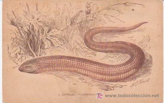 Postcards: Antigua Postal : I.R&eacute;ptiles - Cheltoposich. Suc de Manuel Soler
