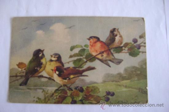 Cartes Postales: grupo de pajaros    21002