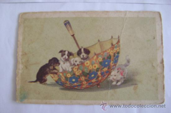 Postcards: GATO CON PERROS      21007