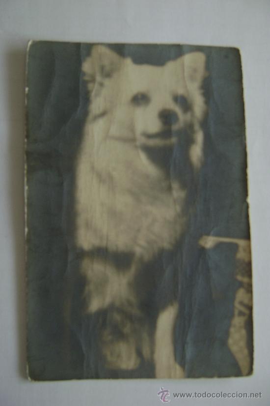 Postcards: PERRITO        21010