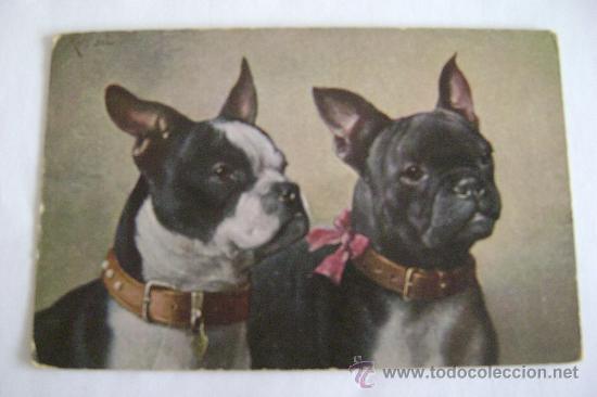 Postais: PAREJA DE PERROS         21011