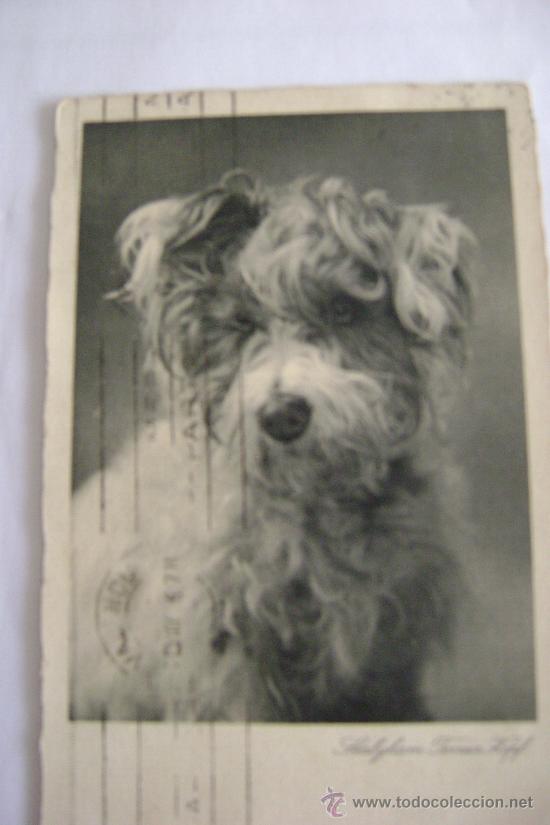 Postcards: PERRITO      21012