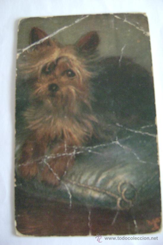 Postcards: PERRITO SOBRE ALMOHADON