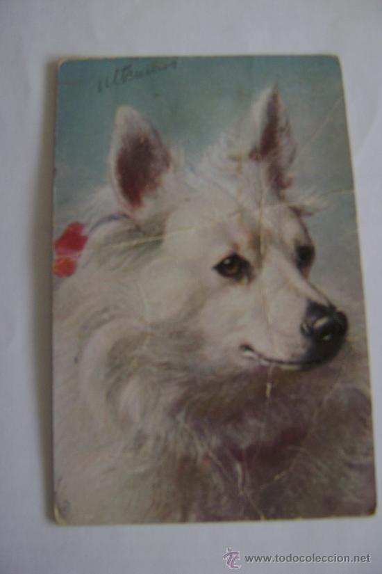 Postales: CABEZA DE PERRO         21014 - Foto 1