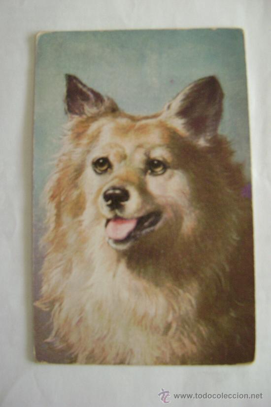 Cartes Postales: PERRO       21015