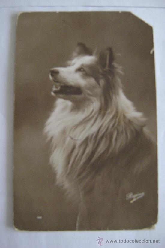 Postais: PERRO      21016