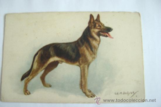 Postais: PERRO      21017