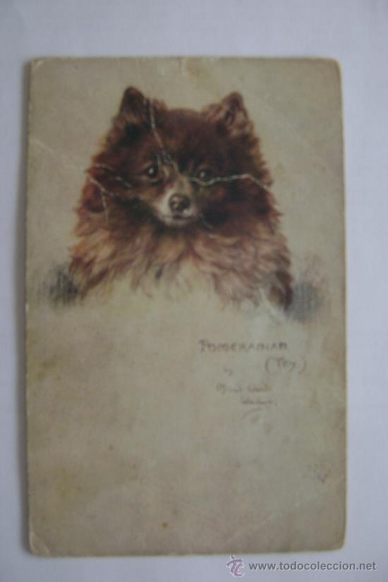 Cartes Postales: PERRITO     21018