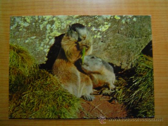 Postais: POSTAL MARMOTTES ESCRITA