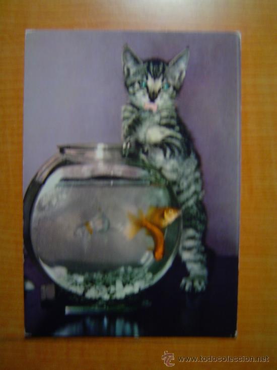 Postais: POSTAL GATO  CIRCULADA