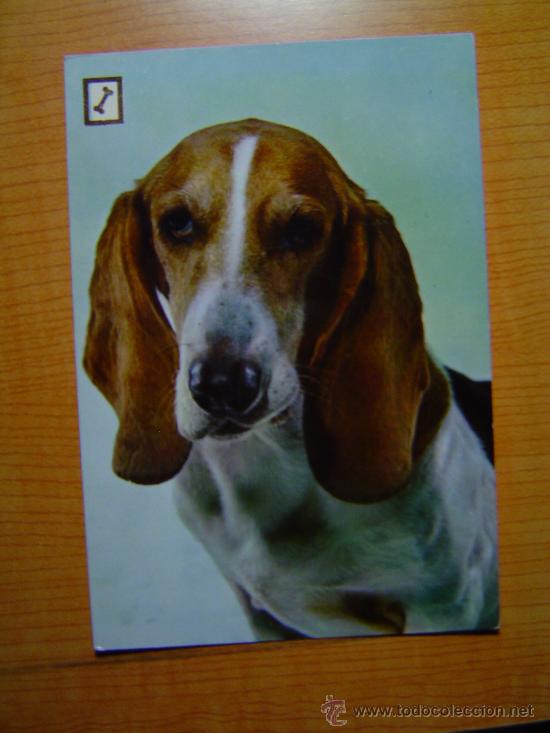 Postais: POSTAL ANIMALES DOMESTICOS  ESCRITA