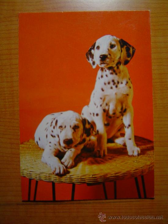 Postais: POSTAL PERROS SIN CIRCULAR