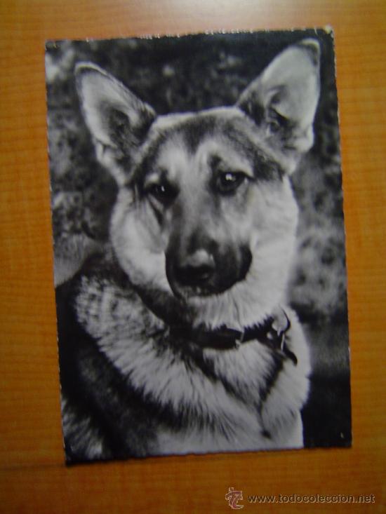 Postais: POSTAL DEUTSCHER SCHAFERHUND CHIEN BERGER ALLEMAND/GERMAN COLLIE SIN CIRCULAR