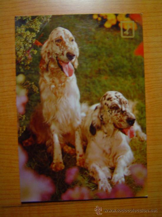Postais: POSTAL PERROS SIN CIRCULAR