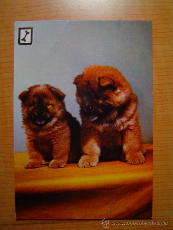Postais: POSTAL PERROS SIN CIRCULAR