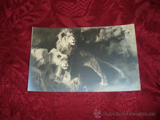 Cartes Postales: salon de paris 1909,lions en face du danger-styka tade