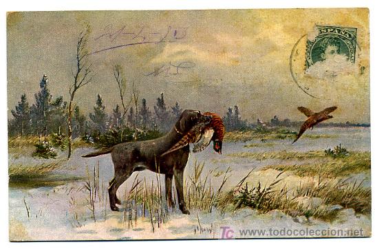 Cartes Postales: PERROS, PERRITOS, PAJAROS, PAJARITOS, P23140