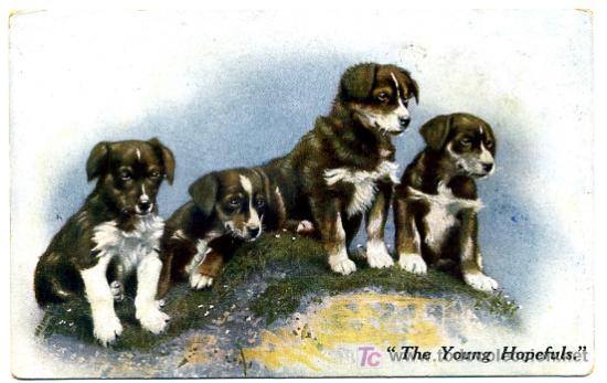 Cartes Postales: PERROS, PERRITOS,      P23162