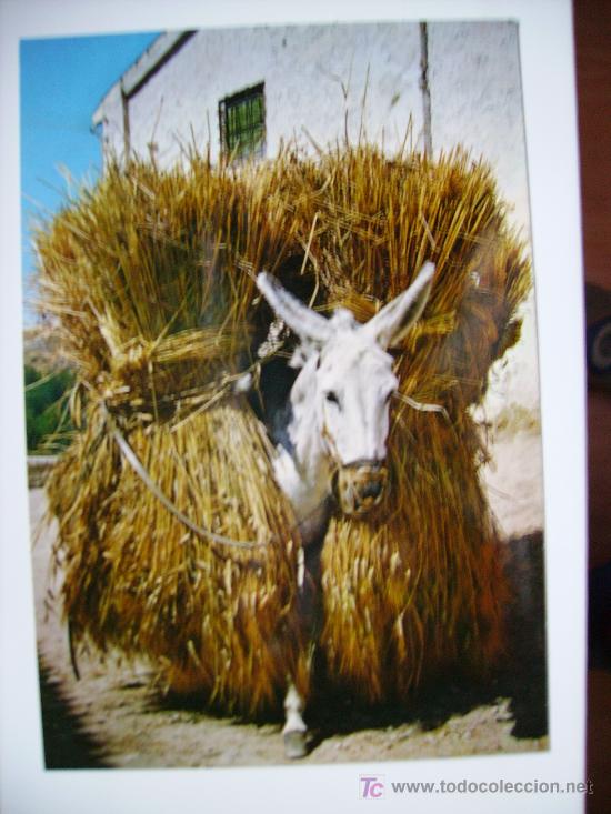 Postales: borrico cargado de trigo - Foto 1