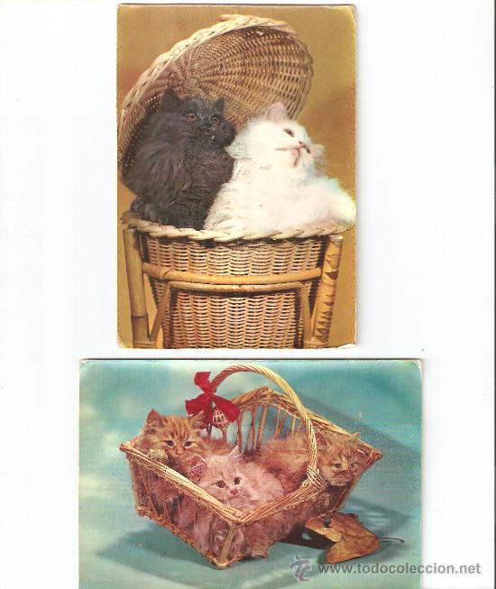 Postkarten: dos antiguas postales francesas de gatos. sin circular
