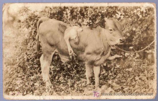 Postcards: TARJETA POSTAL ANTIGUA DE ANIMALES. REVERSO NO DIVIDIDO