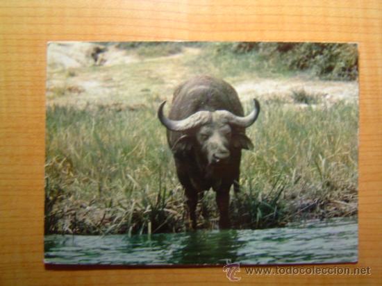Postcards: POSTAL FAUNE AFRICAINE BUFFLE CIRCULADA
