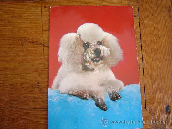 Postais: Divertida postal de un perro Lulu