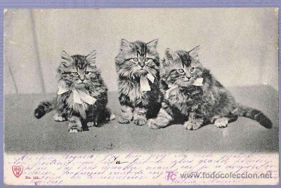 Postais: TARJETA POSTAL FOTOGRAFICA ANTIGUA DE ANIMALES. GATOS. REVERSO NO DIVIDIDO.