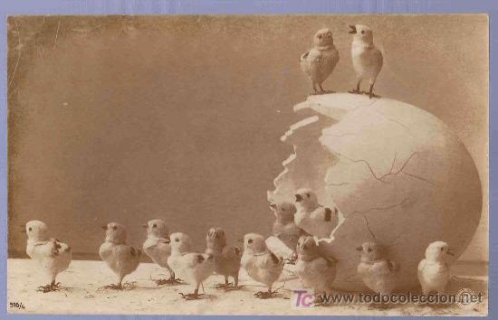 Postcards: TARJETA POSTAL FOTOGRAFICA ANTIGUA DE ANIMALES. PAJAROS.