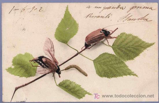 Postcards: TARJETA POSTAL FOTOGRAFICA ANTIGUA DE ANIMALES. REVERSO NO DIVIDIDO.