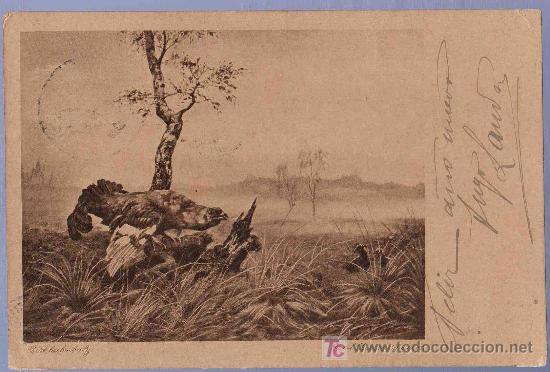 Postcards: TARJETA POSTAL FOTOGRAFICA ANTIGUA DE ANIMALES. REVERSO NO DIVIDIDO.