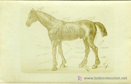 Postkarten: POSTAL PARTES DE UN CABALLO