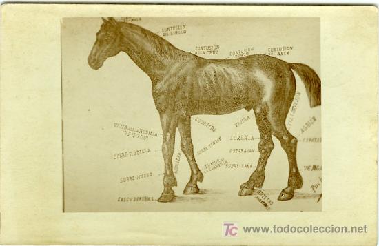 Postkarten: POSTAL PARTES DE UN CABALLO