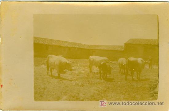 Postkarten: POSTAL BUEYES EN UNA GRANJA
