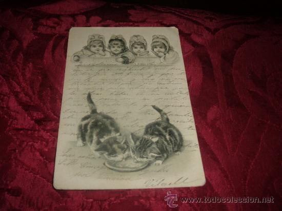 Postcards: postal en relieve ni&ntilde;as mirardo como comen los gatitos