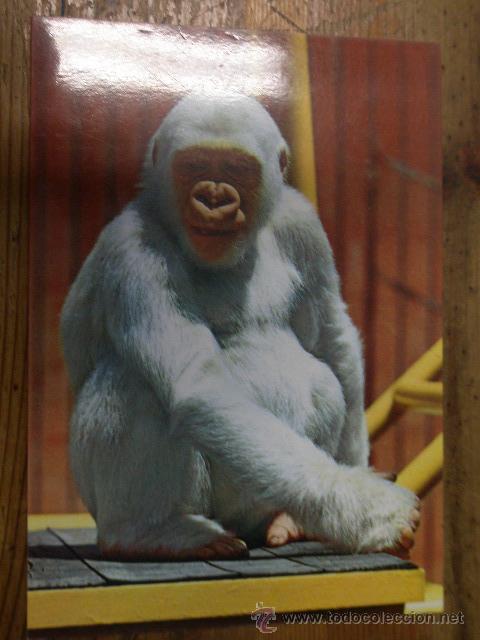 Postkarten: Postal de Copito de Nieve