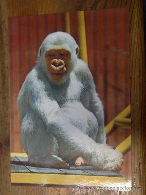 Cartes Postales: Postal de Copito de Nieve