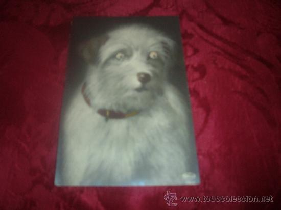 Postcards: postal perro,weco