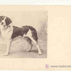 Postales: TARJETA POSTAL PERRO Nº 505 - AÑO 1898