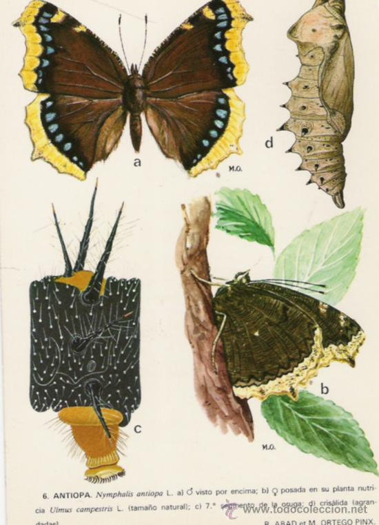 Postkarten: POSTAL RARA Y ANTIGUA POSTAL DE MARIPOSAS