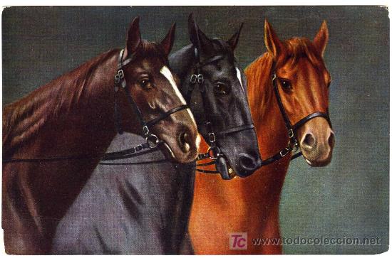 Postales: MAGNIFICA POSTAL DE CABALLO - CABEZAS DE TRES CABALLOS - Foto 1