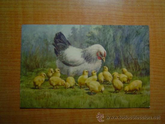 POSTAL  GALLINA Y SUS POLLITOS SIN CIRCULAR